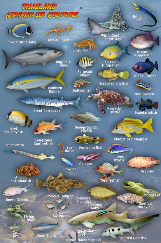 Thiland Fish Thailand Fish Card – Franko Maps