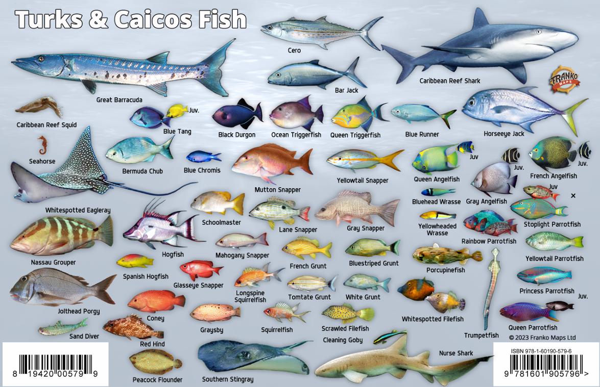 Turks & Caicos Fish ID Card – Franko Maps