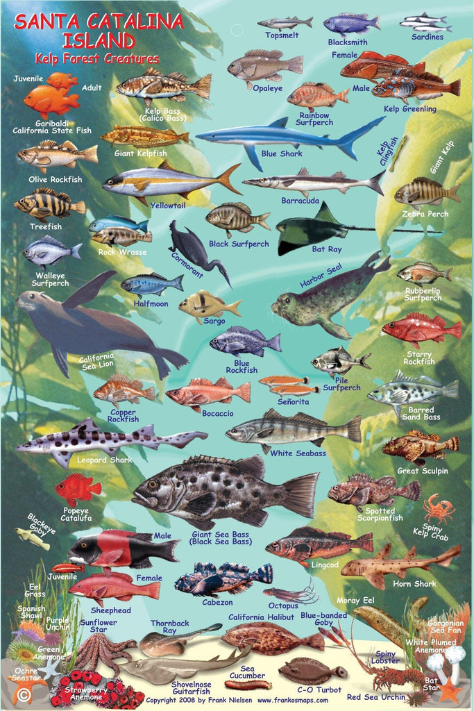 Two Harbors Catalina Fish Card - Frankos Maps