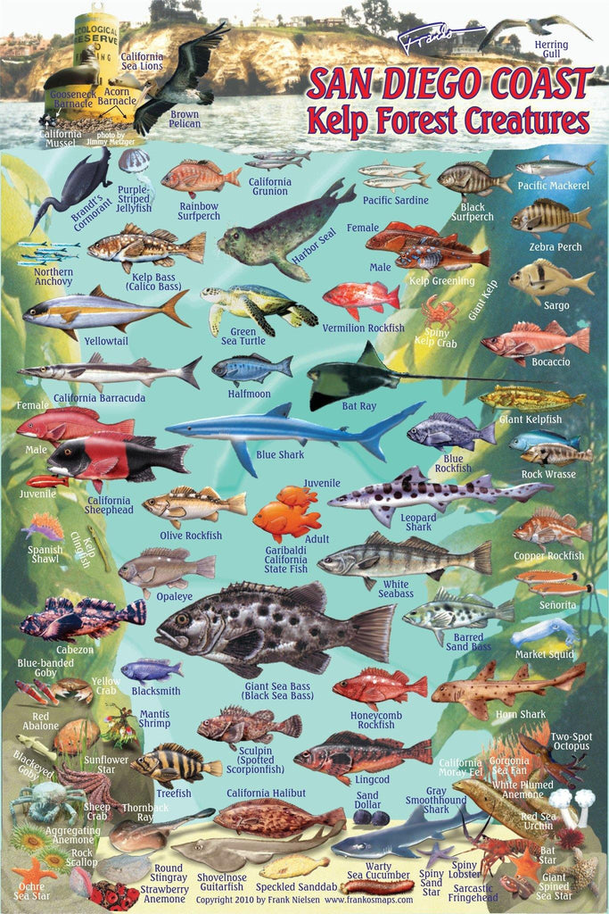 San Diego Coast Fish Card - Frankos Maps