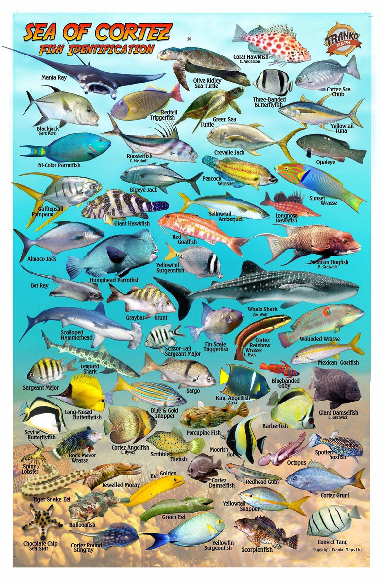 Baja & Sea of Cortez Fish Card – Franko Maps