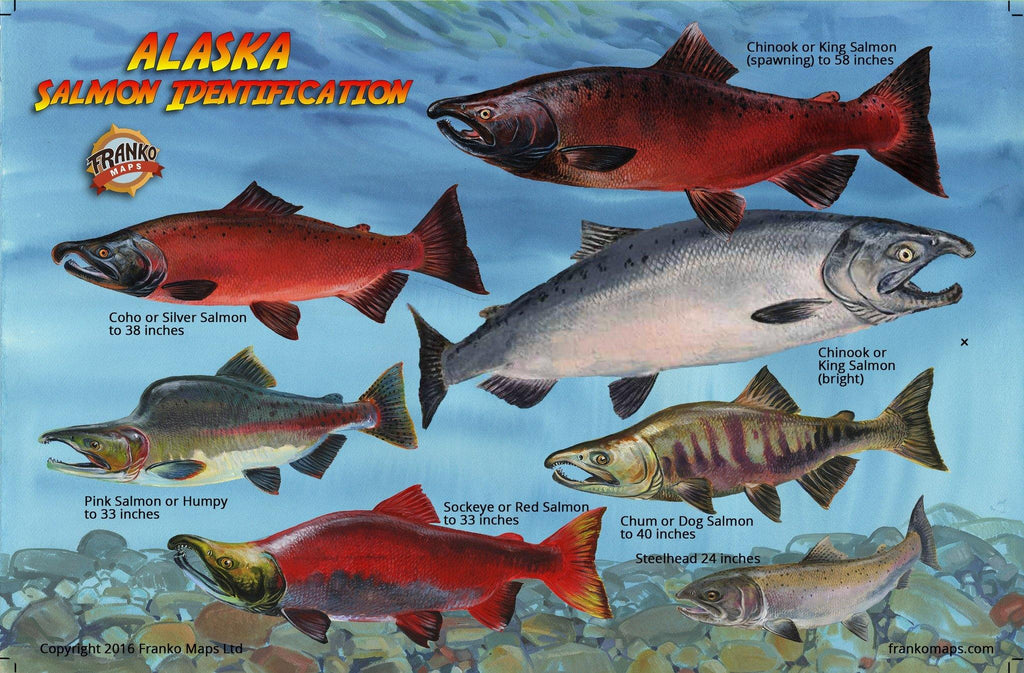 Alaskan salmon identification card by Franko Maps