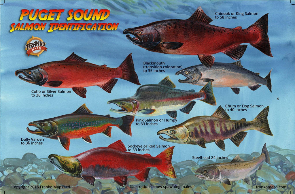 Puget Sound Salmon Lifecycle Card - Frankos Maps