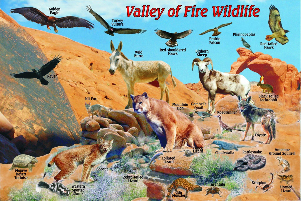 Valley of Fire Wildlife Card - Frankos Maps