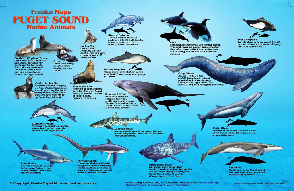 Puget Sound Marine Animals Card - Frankos Maps