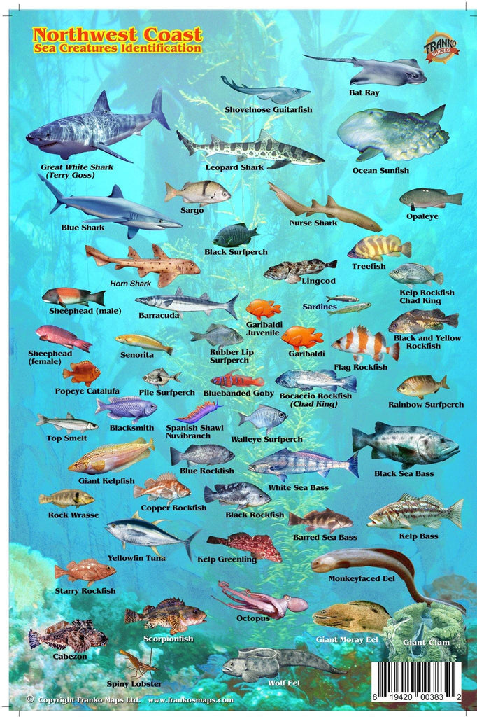 Pacific Northwest Coast Sea Creatures Card - Frankos Maps