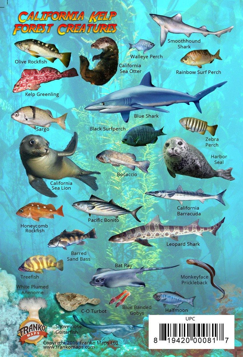 Kelp Forest Animals Kelp Forest Habitat Watercolor Poster By Teach kelp-forest-animals-kelp-forest-habitat-watercolor-poster-by-teach