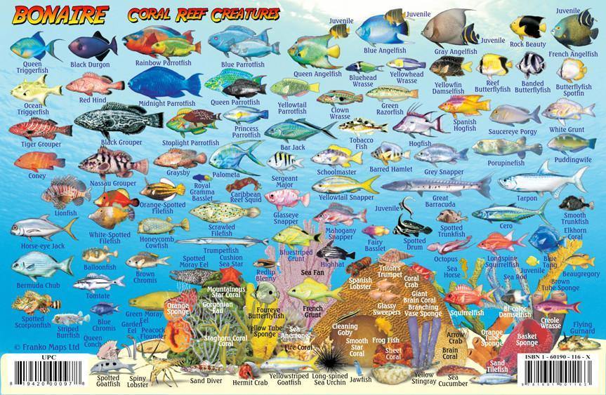 Franko Maps Bonaire Fish ID Card