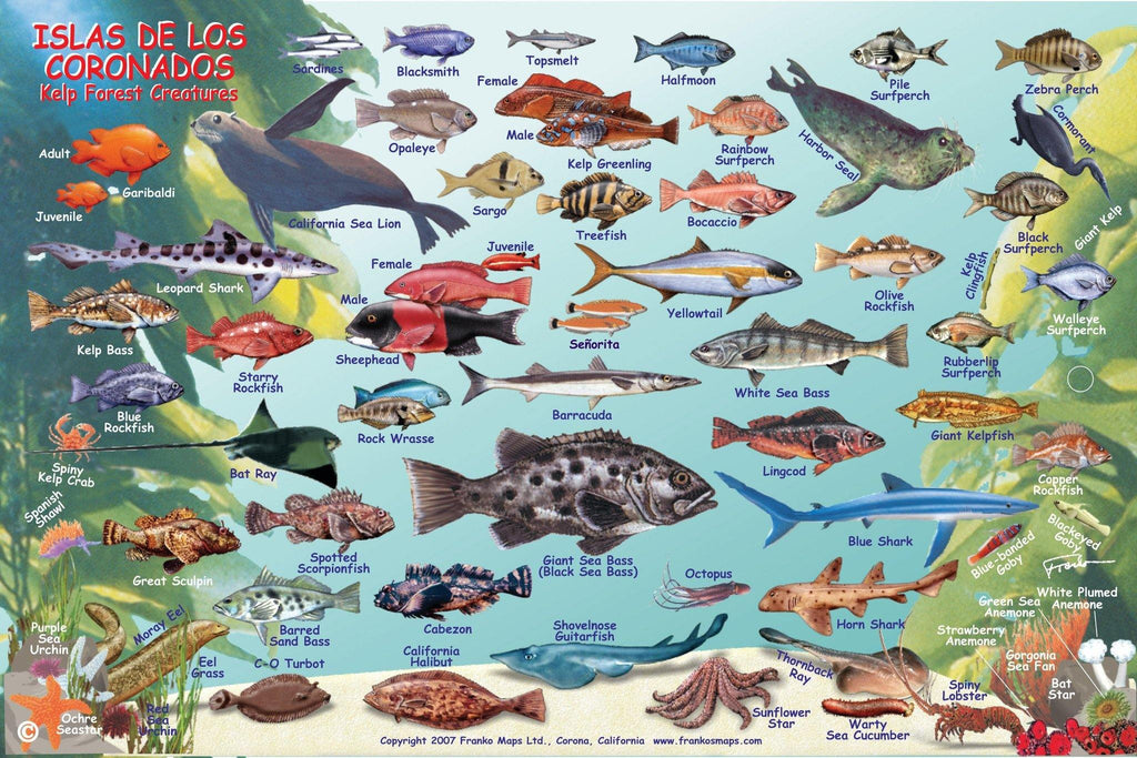 Coronados Islands Fish Card - Frankos Maps
