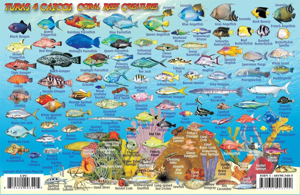 Grand Turk Island Fish Card - Frankos Maps