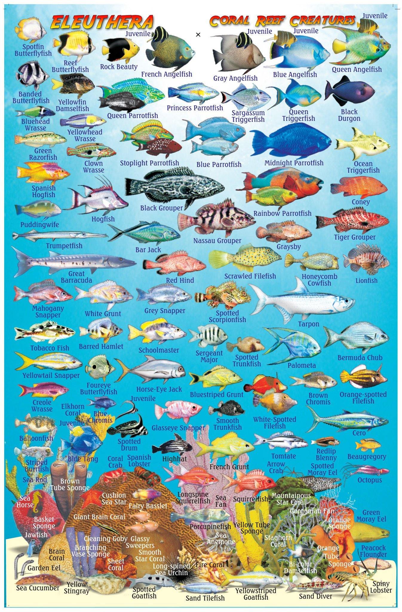 Eleuthera Island, The Bahamas, Fish Card – Franko Maps