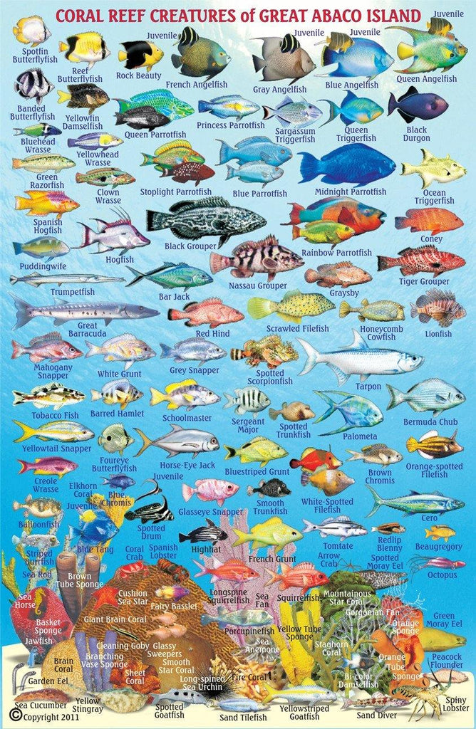 Great Abaco Island, The Bahamas, Fish Card - Frankos Maps