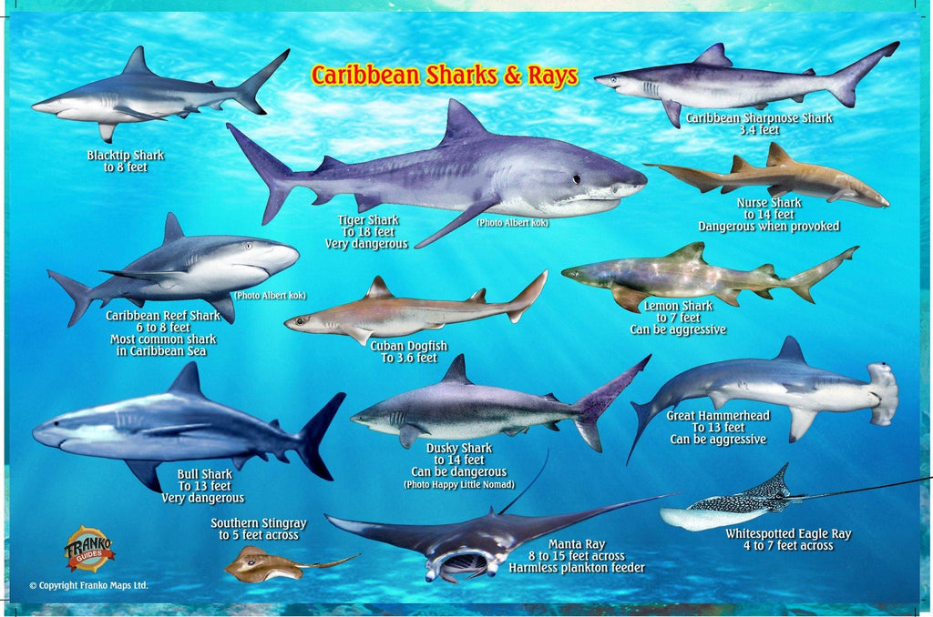 Caribbean Sharks and Rays Card