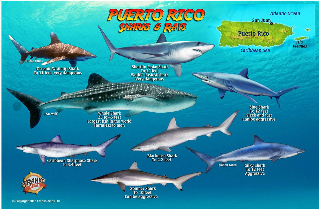 Puerto Rico Sharks & Rays Card - Frankos Maps