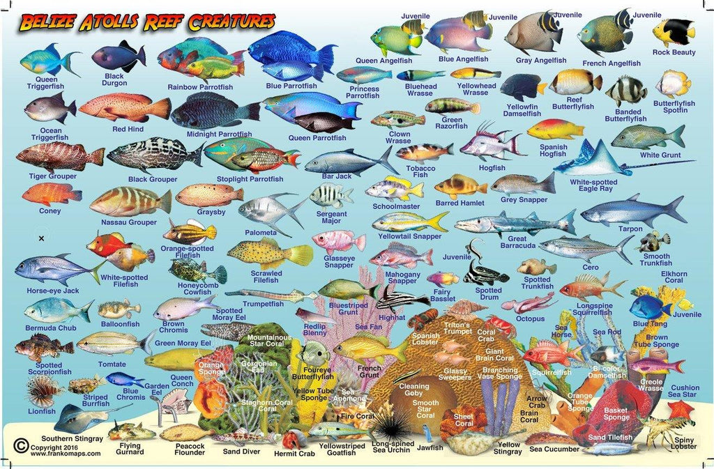 Belize Atolls Fish Card - Frankos Maps