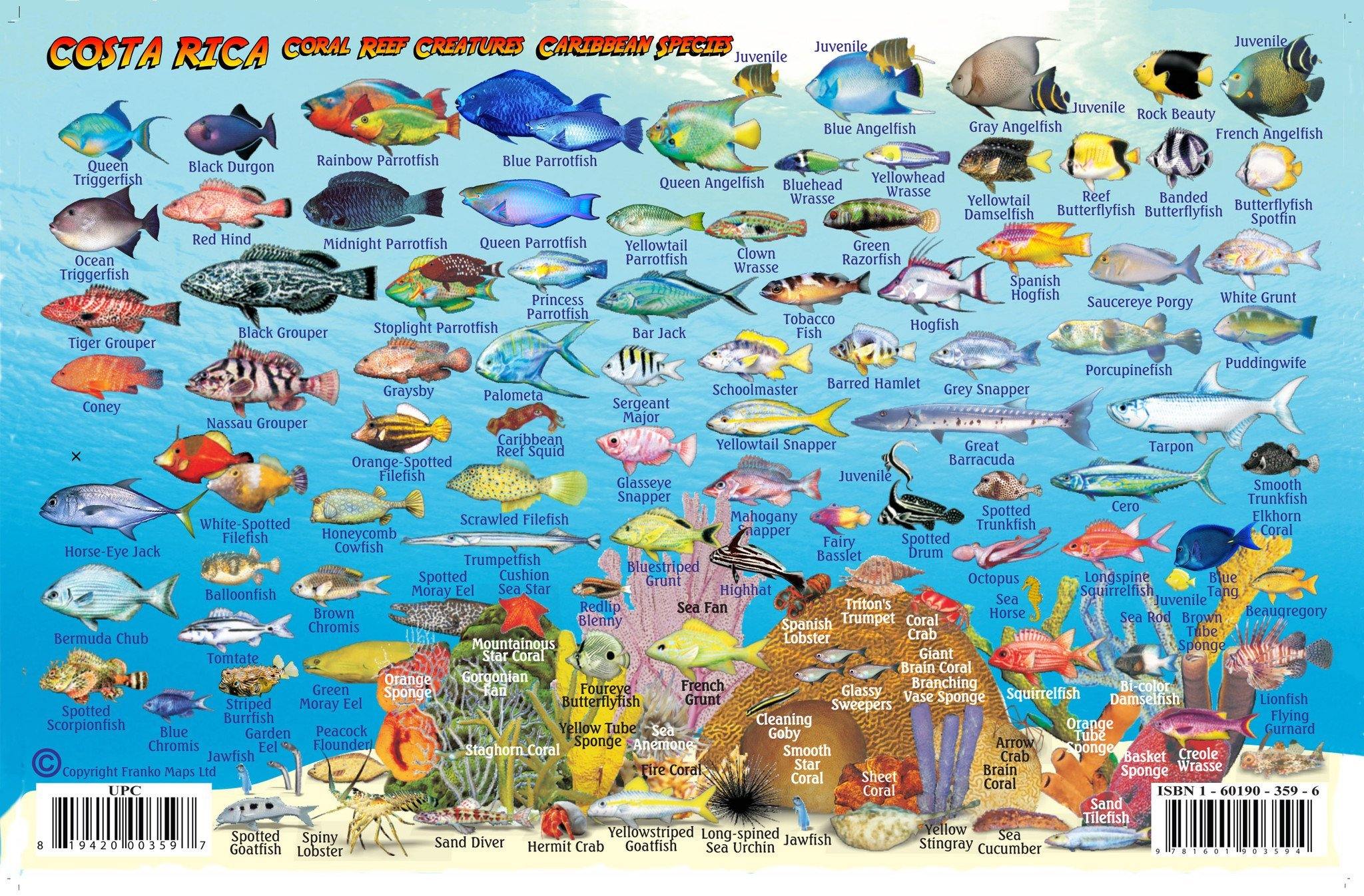 Costa Rica Fish Flags Costa Rica Caribbean Fish Card – Franko Maps