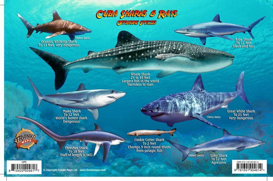 Cuba Sharks & Rays Card - Frankos Maps