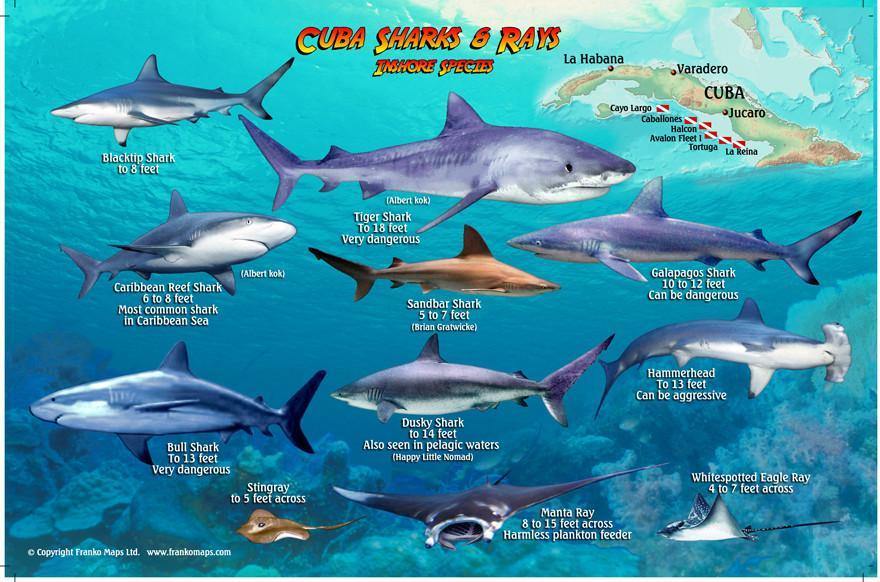Cuba Sharks & Rays Card - Frankos Maps