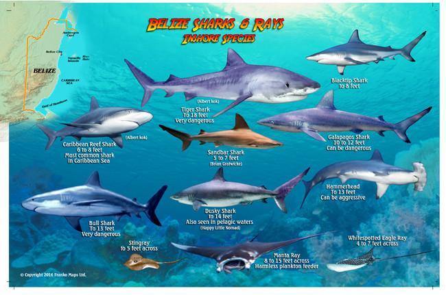 Belize Sharks & Rays Card – Franko Maps