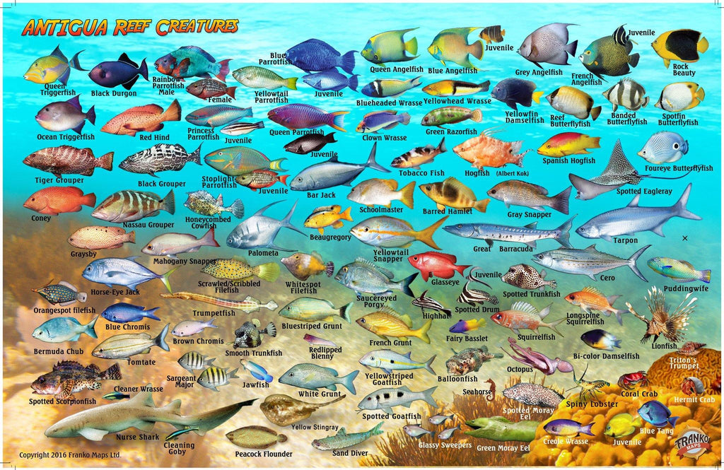 Antigua Fish Card - Frankos Maps