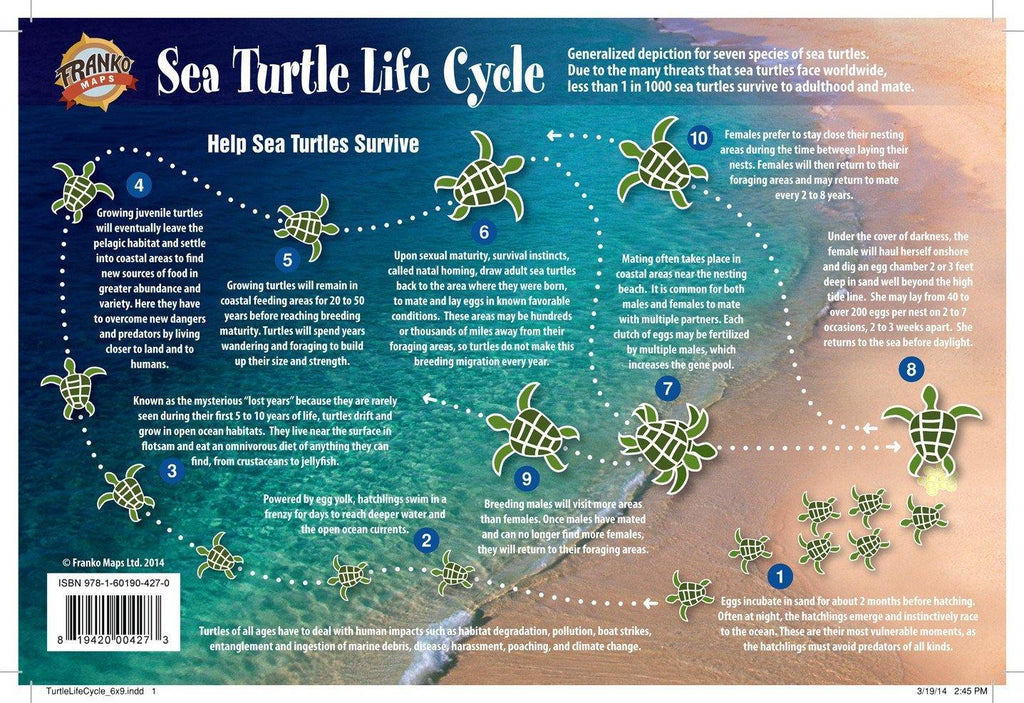 Sea Turtles Lifecycle Poster - Frankos Maps