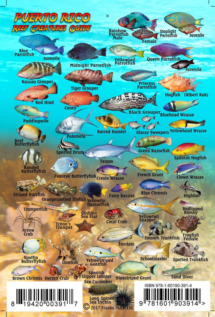Puerto Rico Mini Fish Card - Frankos Maps