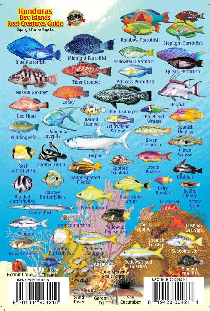Honduras Bay Islands Mini Fish Card - Frankos Maps