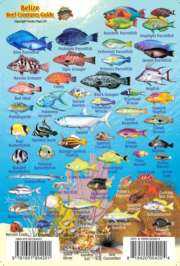 Belize Mini Fish Card - Frankos Maps