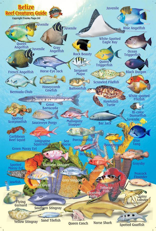Belize Mini Fish Card - Frankos Maps
