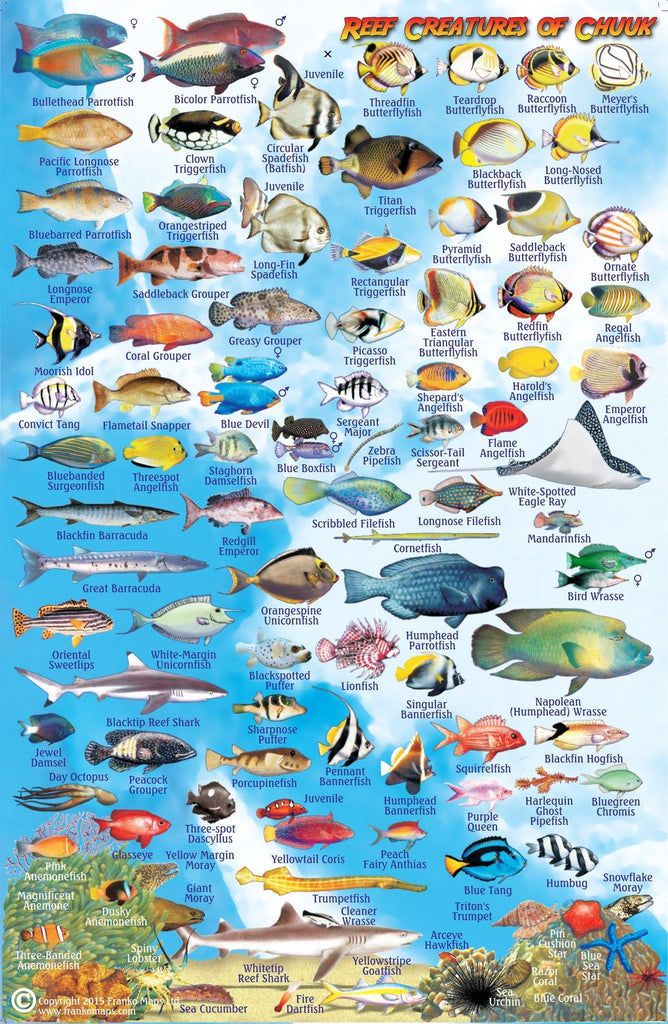 Chuuk (Truk) Lagoon Fish Card - Frankos Maps