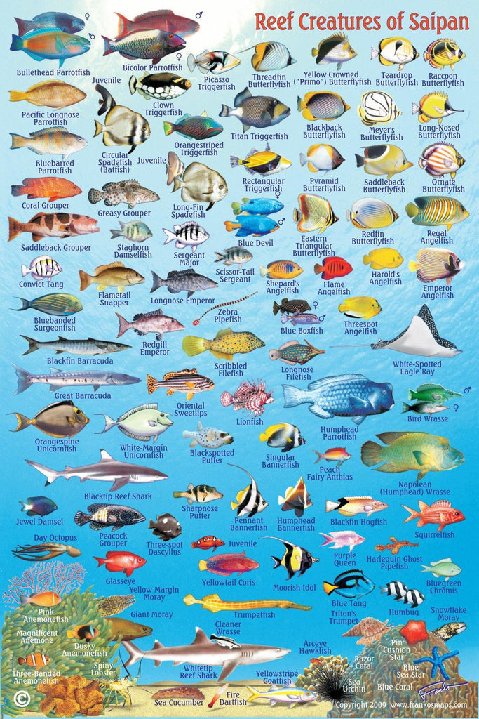 Saipan Fish Card - Frankos Maps