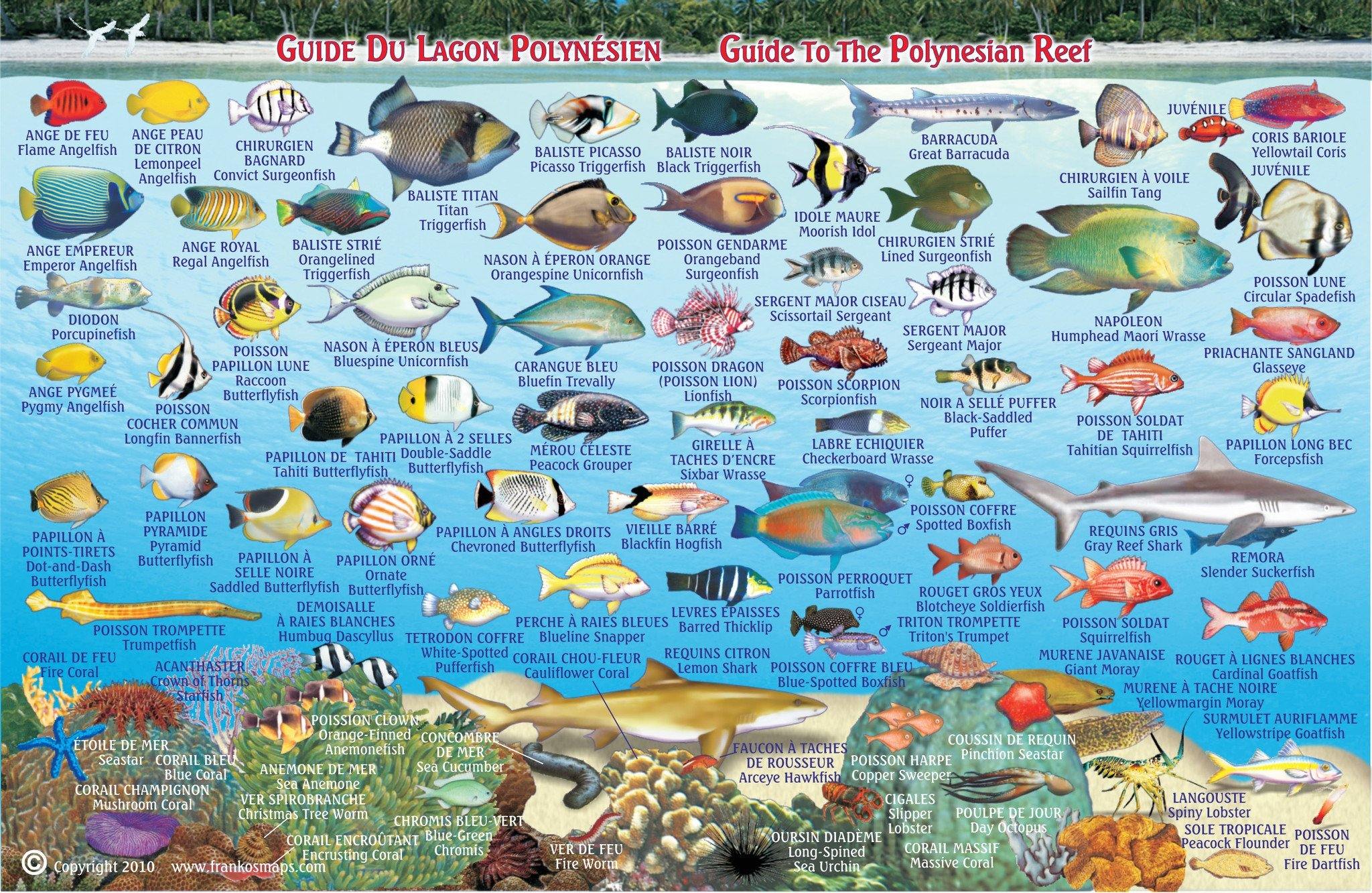 Polynesia Fish Types Rangiroa Fish Card โ Franko Maps