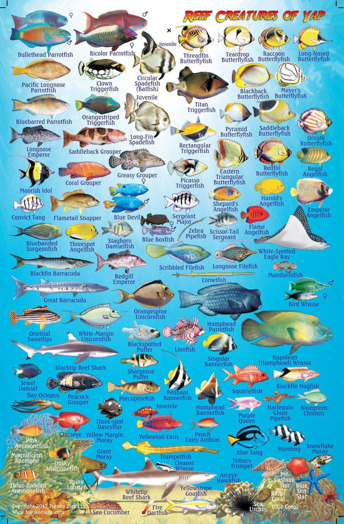 Yap Fish Card - Frankos Maps
