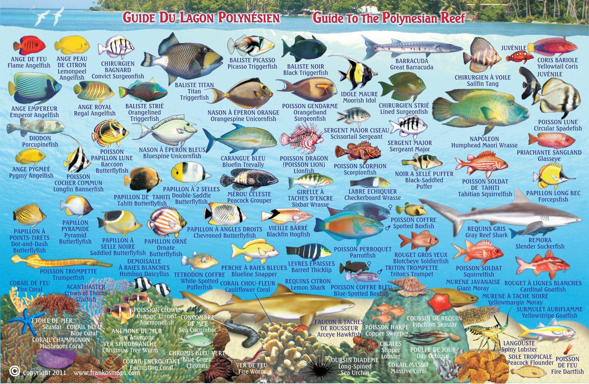 Moorea Fish Card – Franko Maps