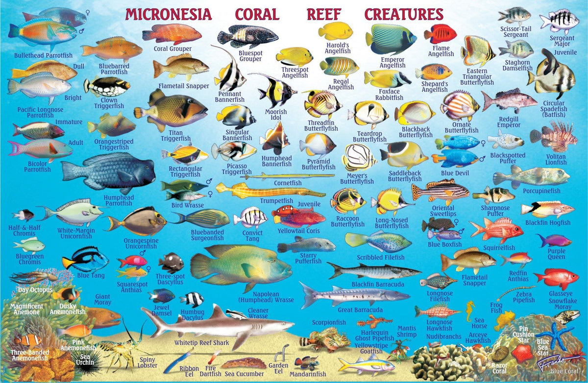 Rota Fish Card – Franko Maps