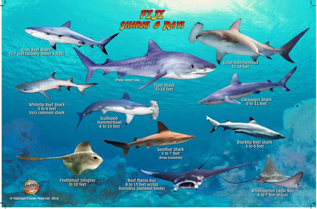 Fiji Sharks & Rays Card - Frankos Maps