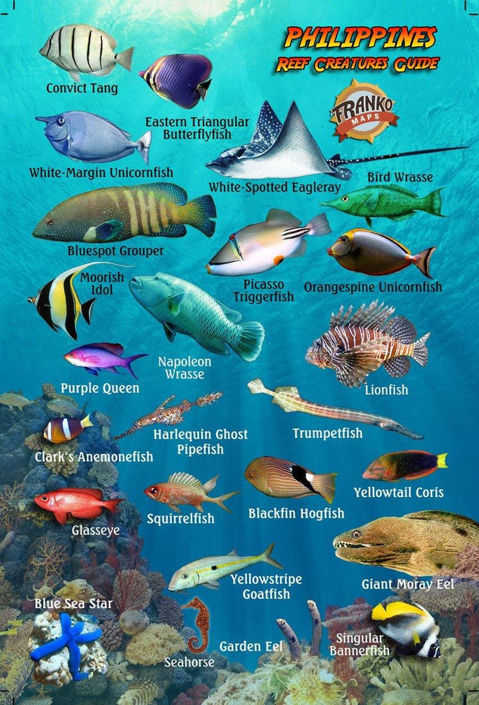 Philippines Mini Fish Card - Frankos Maps