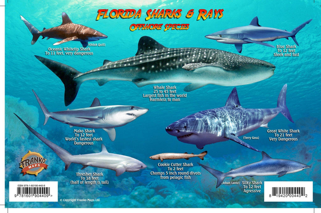 Florida Sharks & Rays Card - Frankos Maps