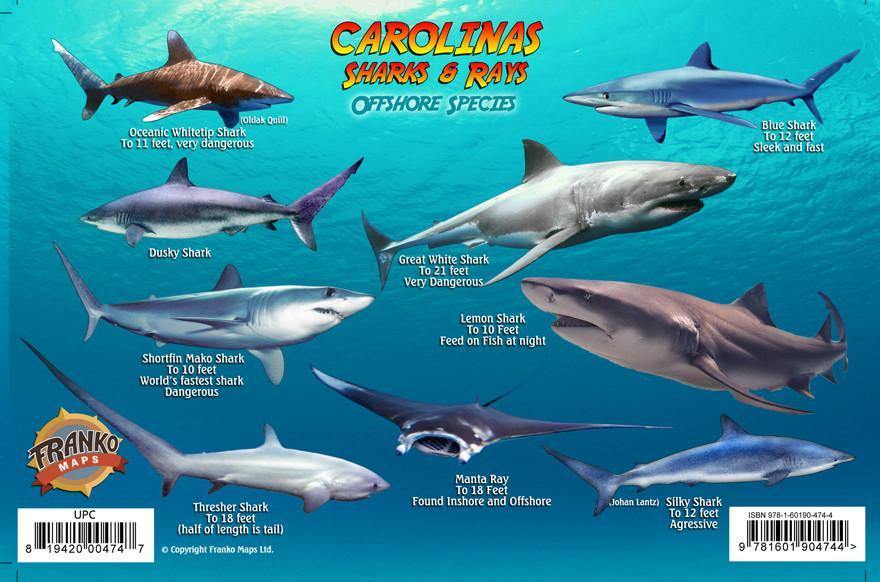 Sharks & Rays of the Carolinas Card - Frankos Maps