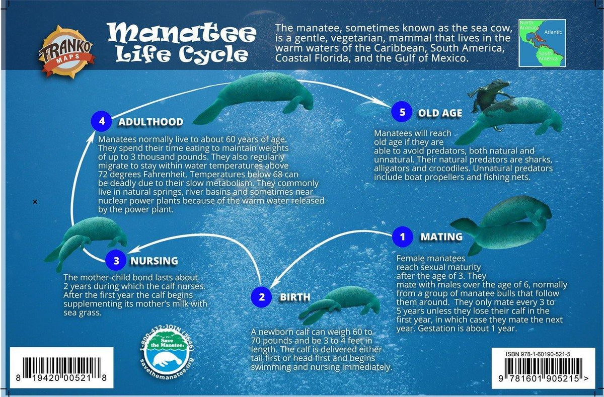 Manatee Reproduction Process Manatee Life Cycle Card – Franko Maps