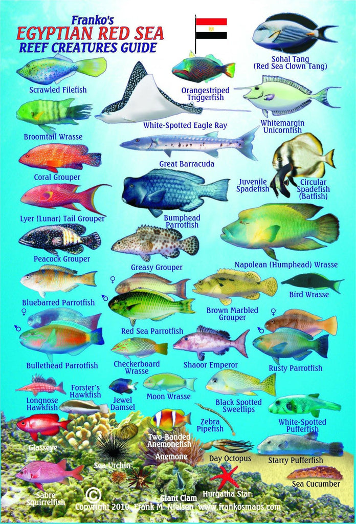 Egyptian Red Sea Mini Fish Card - Frankos Maps