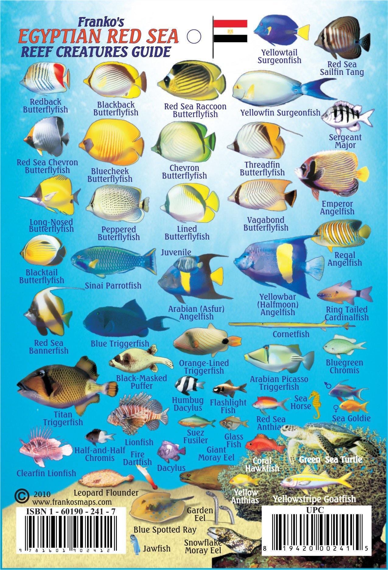 Egyptian Red Sea Mini Fish Card