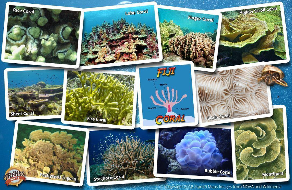 Fiji Coral Identification Guide Card - Frankos Maps