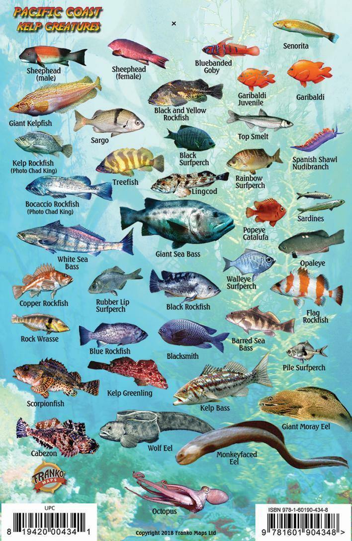 Pacific Coast Ocean & Kelp Creatures Fish Card – Franko Maps