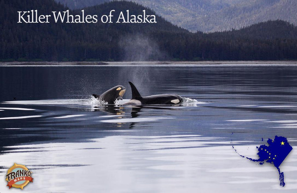 Killer Whales of Alaska / Orca Card - Frankos Maps