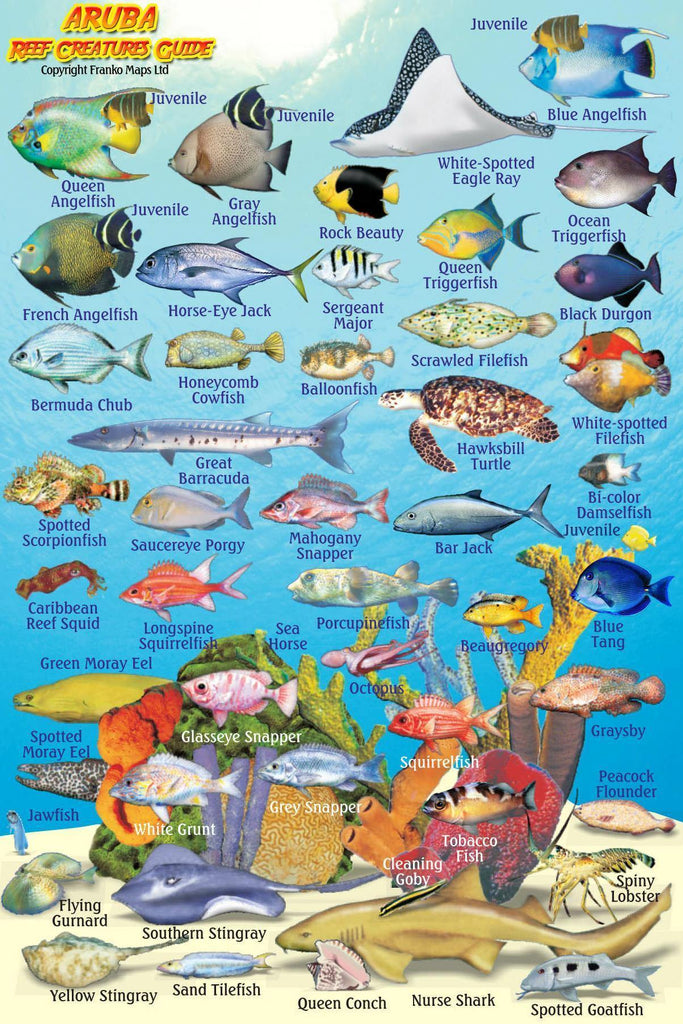 Aruba Mini Fish Card - Frankos Maps
