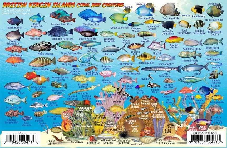 British Virgin Islands BVI Fish Card – Franko Maps