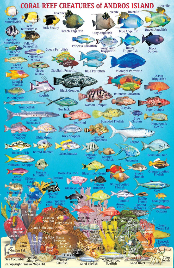 Fish Identification for the Bahamas by Franko Maps