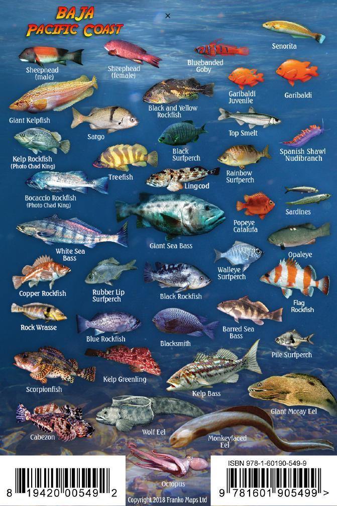 Baja Mini Fish Card - Frankos Maps