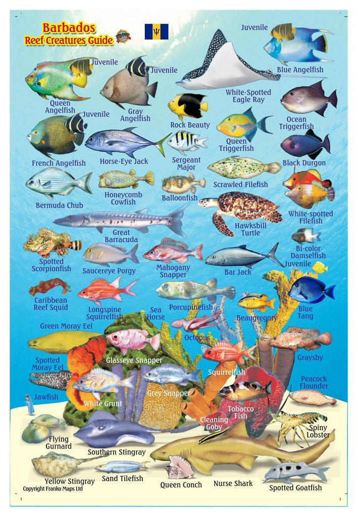 Barbados Mini Fish Card - Frankos Maps
